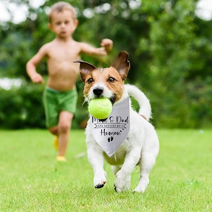Mom & Dad are Getting Me a Human Dog Bandana Pregnancy Announcement for Parents Cool Gender Reveal Ideas Photo Props Pet Dog Scarf Accessories