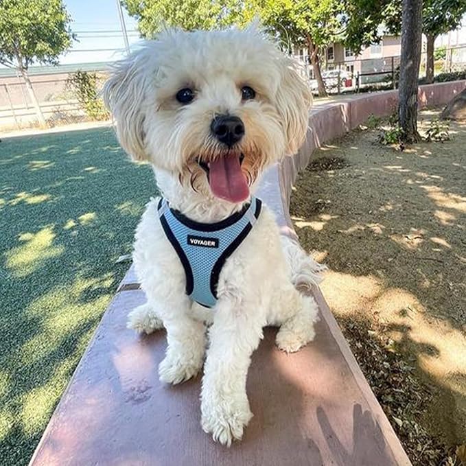 Best Pet Supplies Voyager Step-in Air All Weather Mesh Harness and Reflective Dog 5 ft Leash Combo with Neoprene Handle, for Small, Medium and Large Breed Puppies - Baby Blue/Black Trim, X-Large