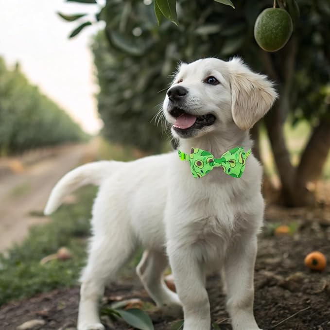 EXPAWLORER Cute Cat Collar Breakaway with Bells - 2 Pack Fruit Adjustable Pet Collar with Removable Bow Tie and Bandana, Safety Buckle for Girl Boy Cats Kitten, Avocado