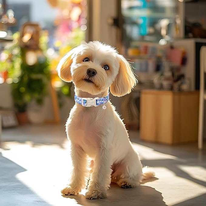 Floral Dog Collar for Small Dogs - Cute Spring Dog Collars, Soft Lightweight Bee & Daisy Puppy Collar, Breathable Adjustable Male Female Blue Wildflowers Dogs Collars XS