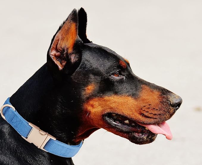 Soft Cotton Dog Collar with Metal Buckle Adjustable Heavy Duty Comfy Corduroy Collars for Small Medium Large Dogs,Blue,Medium