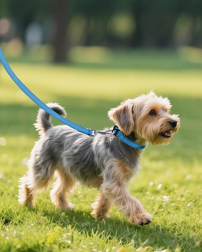 Joytale Small Dog Collar, Reflective and Adjustable Nylon Collar with Quick-Release Buckle, Lightweight No-Choke Design for Small Dogs, Sky Blue, 3/4" Width