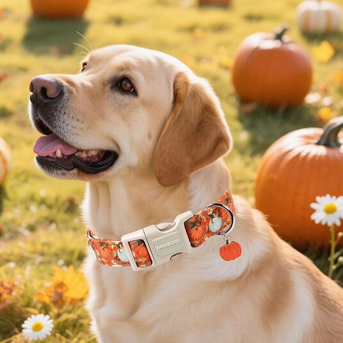 DOGWONG Fall Pumpkin Dog Collar- Cute Daisy Pumpkin Dog Collars Adjustable Orange Halloween Thanksgiving Dog Collar for Small Medium Large Dogs XS