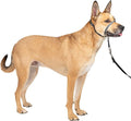PetSafe Gentle Leader Headcollar No-Pull Dog Collar - Helps Improve Walks - Durable Nylon Construction - Padded Nose Loop - Adjustable Fit - Comfort Walking Halter - Medium,Charcoal,(Pack of 6)