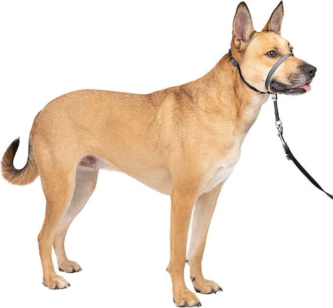 PetSafe Gentle Leader Headcollar No-Pull Dog Collar - Helps Improve Walks - Durable Nylon Construction - Padded Nose Loop - Adjustable Fit - Comfort Walking Halter - Medium,Charcoal,(Pack of 6)
