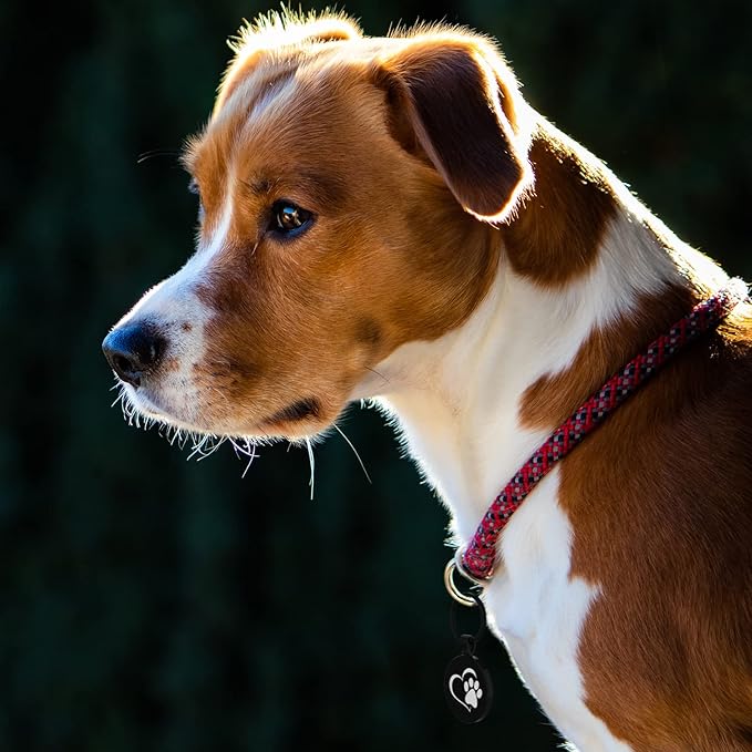 MYLUCKYTAG QR Code Pet ID | Personalized Dog & Cat Collar Tag | Online Profile with Instant Scanned Location Alert Email