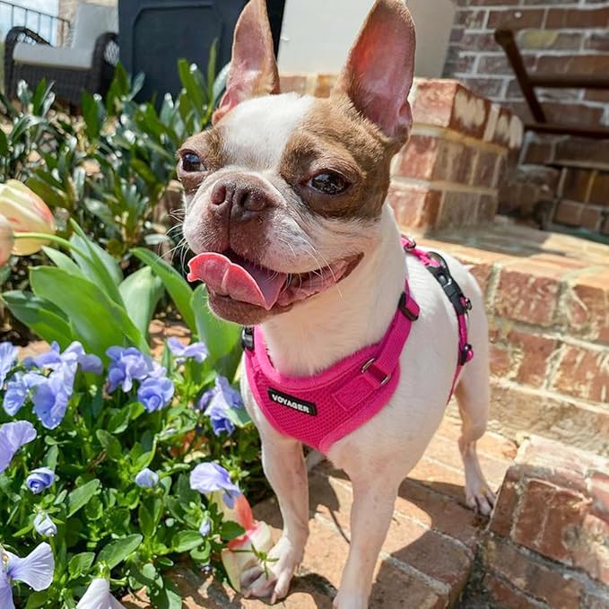 Voyager Step-in Pet Harness - All Weather Mesh, Adjustable Step in Harness for Cats and Dogs by Best Pet Supplies - Fuchsia, XS