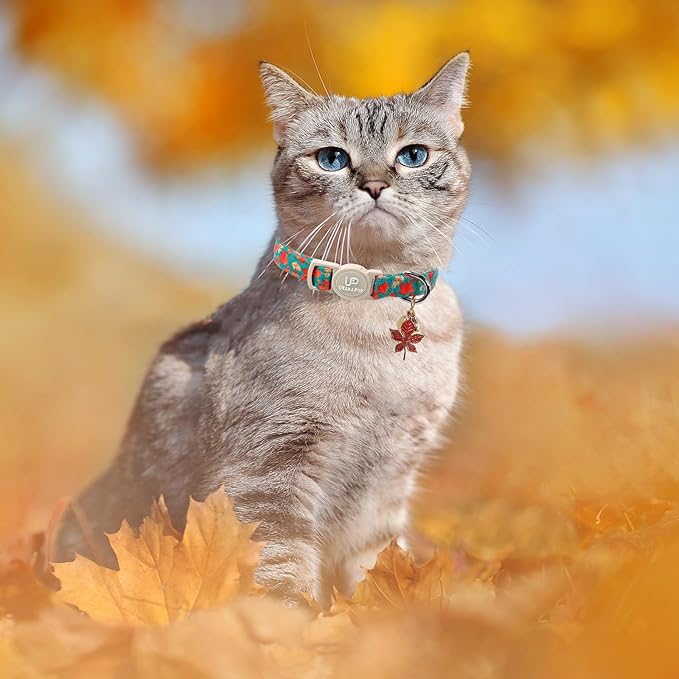 Fall Cat Collar-2Pack Autumn Kitten Collars-Halloween Breakaway Pumpkin Kitty Collars-Cute Pumpkin and Maple Leaf Pendants,Maple Leaf Cat Collar with Bell, for Girl & Boy Cats