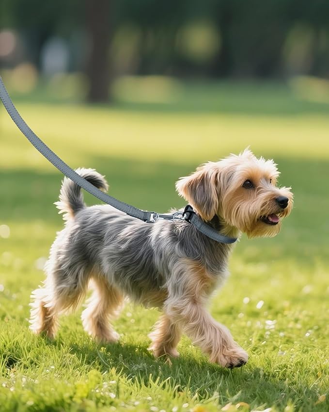 Joytale Small Dog Collar, Reflective and Adjustable Nylon Collar with Quick-Release Buckle, Lightweight No-Choke Design for Small Dogs, Gray, 3/4" Width