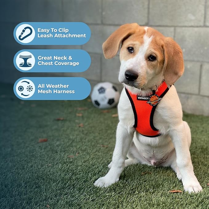 Best Pet Supplies Voyager Step-in Air All Weather Mesh Harness and Reflective Dog 5 ft Leash Combo with Neoprene Handle, for Small, Medium and Large Breed Puppies - Orange/Black Trim, Medium