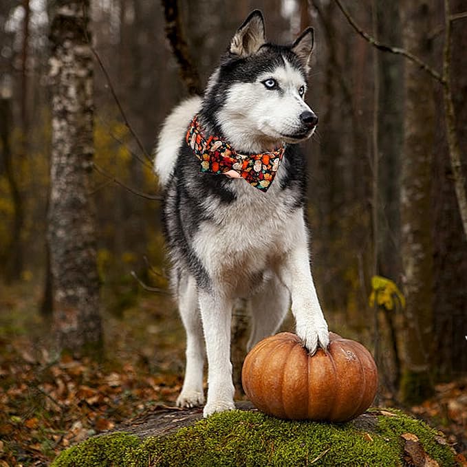 Fall Dog Collar, Leaf Pumpkin Print Adjustable Pet Collar Cute Cotton Soft Collars with Bow Tie Metal Buckle Holiday Puppy Collars Boy&Girl Gift for X-Small Dogs