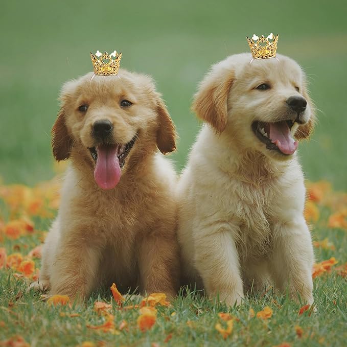 1PCS Crown Tiara Headband for Cat Dogs Puppy Birds Ducks Chicken Rabbit Hamster Pets Party Birthday Grooming Hair Accessories(Gold, Elastic)