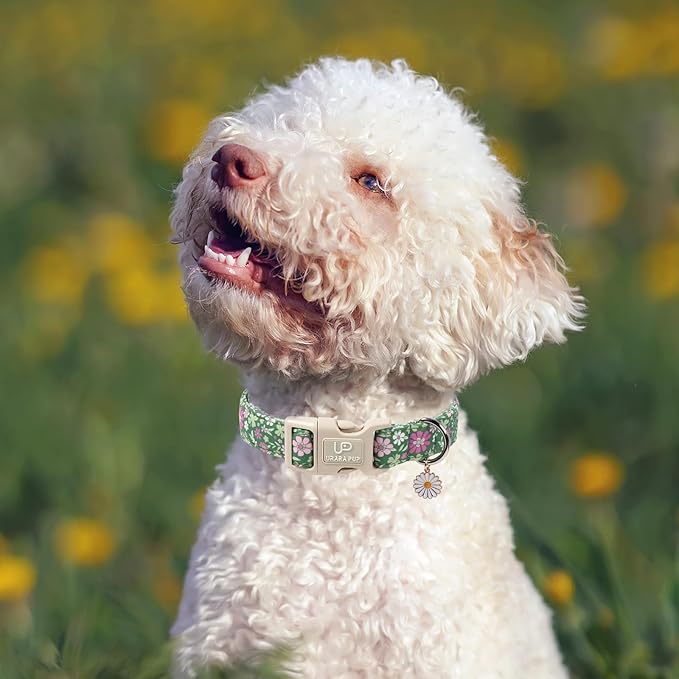 St. Patrick's Day Dog Collar, UP URARA PUP Shamrock Adjustable Pet Collar with Quick Release, St. Patrick's Day Dog Accessories for Small Medium Large Dogs