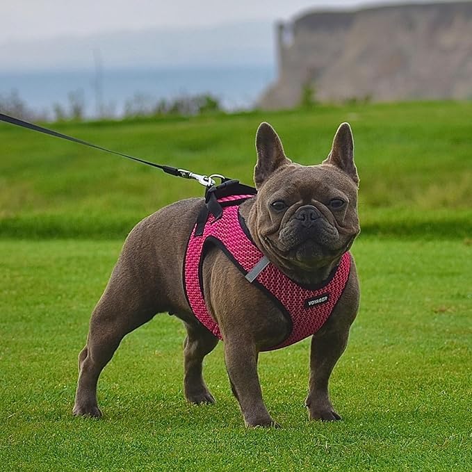 Voyager Step-in Air Dog Harness - All Weather Mesh Step in Vest Harness for Small and Medium Dogs by Best Pet Supplies - Harness (Fuchsia 2-Tone), X-Large