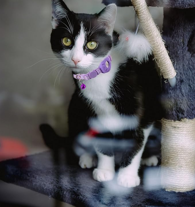 Airtag Cat Collar Breakaway, Safety Kitten Collar with Apple Airtag Holder,Cute GPS Cat Collar with Bell[Purple], Lightweigh Tracker Cat Collars for Girl Boy Cats, Kittens and Puppies