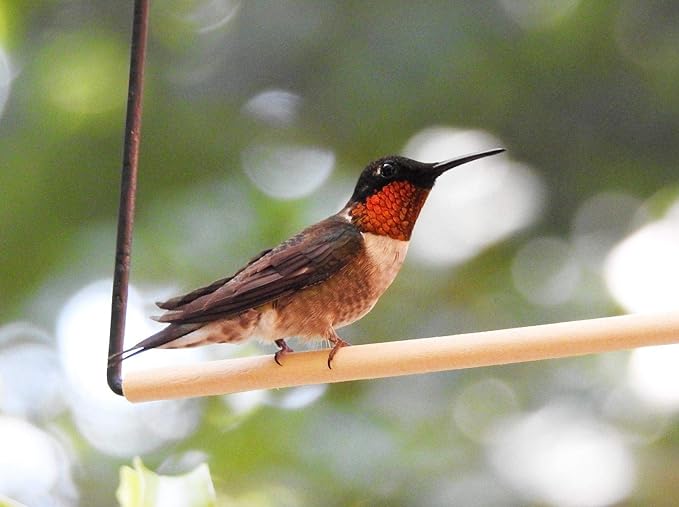 2 Pack Hummingbird Swing Metal Frame Hummingbird Perch Wild Bird Swing with Wooden Dowel for Hanging Outside