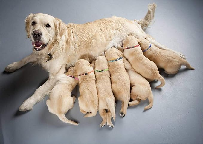 Puppy Collars for Litter,Puppy Collars for Small Puppies Soft Nylon Safety Whelping Litter Collar for Newborn Pets with Record Keeping Charts 12pcs(M)