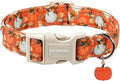 DOGWONG Fall Pumpkin Dog Collar- Cute Daisy Pumpkin Dog Collars Adjustable Orange Halloween Thanksgiving Dog Collar for Small Medium Large Dogs XS