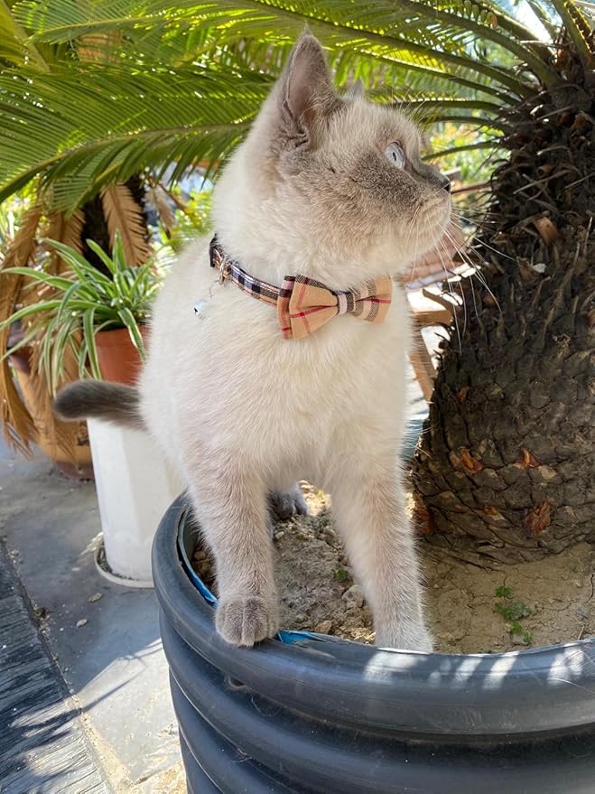 SuperBuddy Cat Collars Breakaway with Cute Bow Bell - 2 Pack Kitten Collar Plaid Cat Collar with Removable Bowtie Cat Collar for Cats Kittens…
