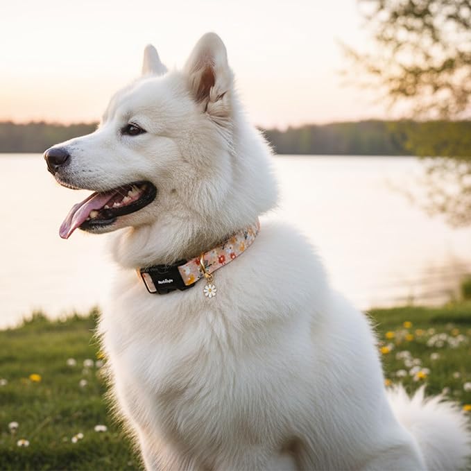 Dog Collar for Extra Small Dogs, Spring &Summer Theme Orange Small Dog Collars with Flower Pattern, Adjustable Puppy Dog Collars, Cute Girl or Boy Dog Collar Ideal for Gifts,Pet Accessory,S