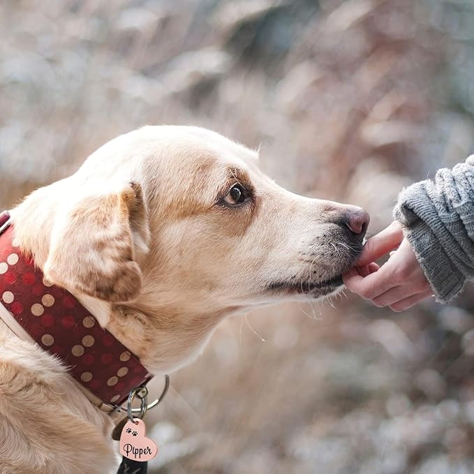 Ultra Joys Dog ID Tag, Custom Dog Tag Personalized Cat Tag, Pet ID Tag, Brushed Stainless Steel Dog Cat Tag, Custom Your Own