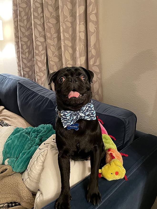 Elegant Little Tail Bowtie Collar for X-Small Puppy and Cat - Shark Print, Adjustable
