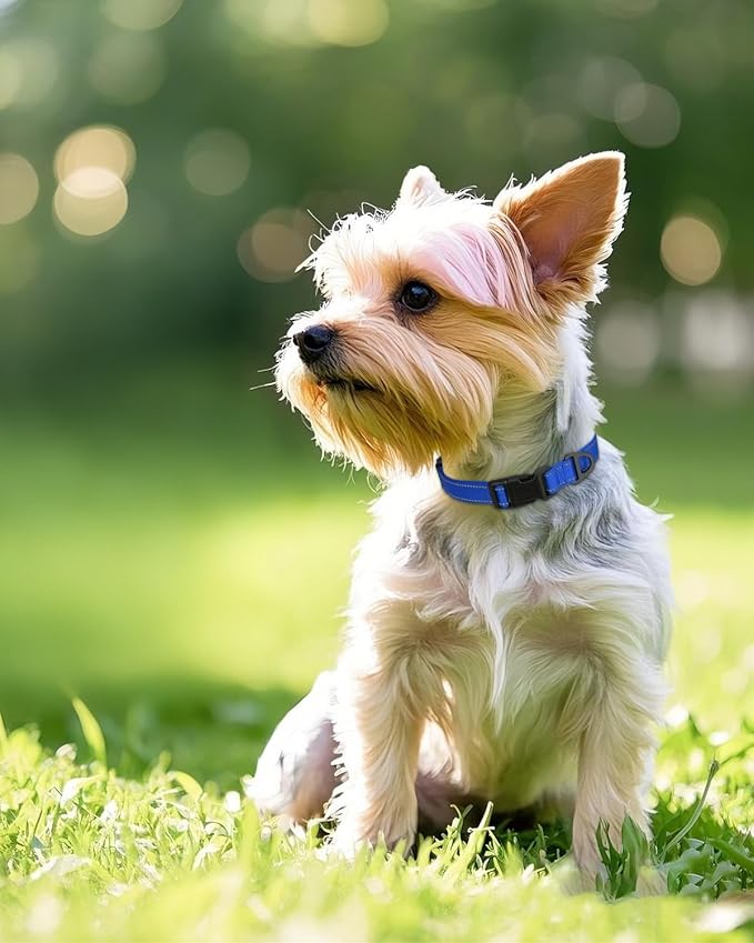 Joytale Small Dog Collar, Reflective and Adjustable Nylon Collar with Quick-Release Buckle, Lightweight No-Choke Design for Small Dogs, Navy Blue, 5/8" Width