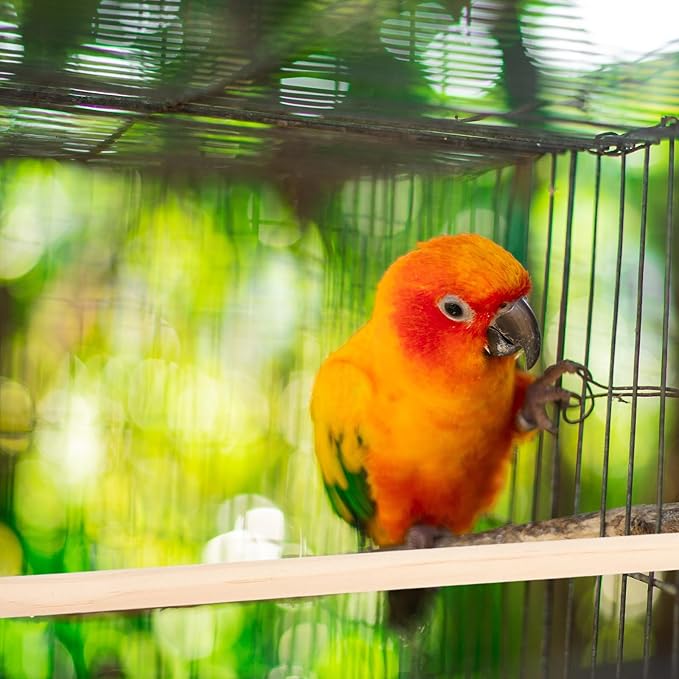 Veemoon Wood Bird Perch Stand 5pcs Parrot Cage Stick Standing Sticks Climbing Branch Rod Bird Cage Grinding Toy for Cockatiels Parakeet （10+15+20+25+30 CM）