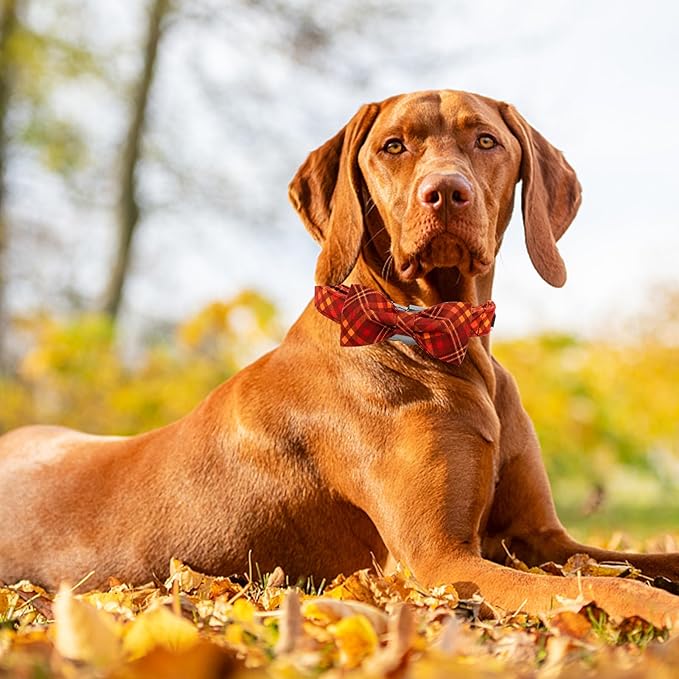 Fall Dog Collar, Pet Collar Bow Plaid Pet Collar Girl Boy Holiday Pet Collars Gift Bow Dog Collar Cute Soft Puppy Collar for Large Dogs