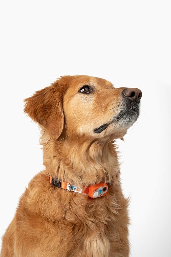 MS-5 Designer Series, Premium Performance Automatic Pet Door Collar by High Tech Pet Brand - Class A Battery Included - Stylish Design - Waterproof - Rugged - USA Support (Orange)