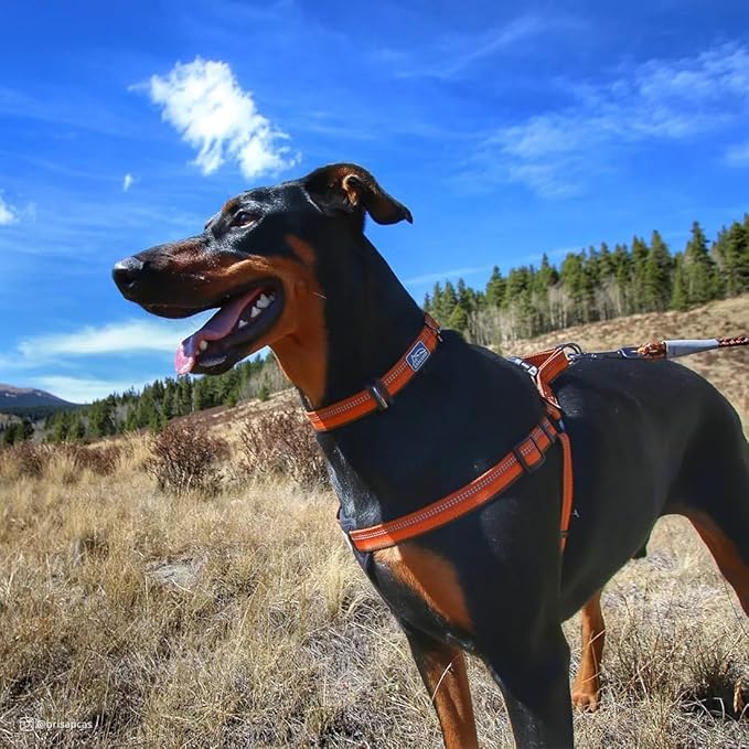 Coastal Pet K9 Explorer Reflective Adjustable Dog Collar - Comfortable Collar for The Outdoors - Durable, Lightweight Accessory with Side-Release Buckle - Goldenrod, 5/8" x 10-14"