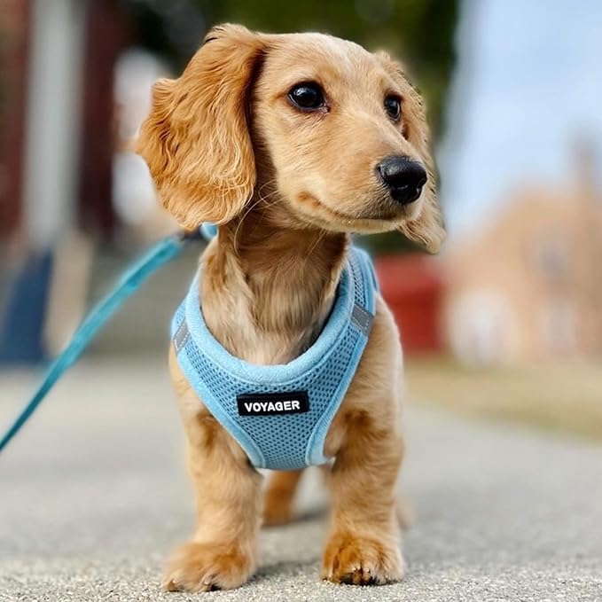 Best Pet Supplies Voyager Step-in Air All Weather Mesh Harness and Reflective Dog 5 ft Leash Combo with Neoprene Handle, for Small, Medium and Large Breed Puppies - Set (Baby Blue), XL