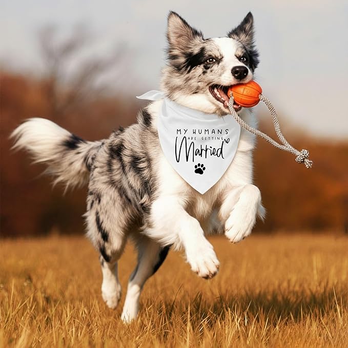 My Parents are Getting me a Human, Pregnancy Announcement Dog Bandana, Gender Reveal Photo Prop Pet Scarf Accessories,Pet Accessories for Dog Lovers (My Humans are Getting Married)