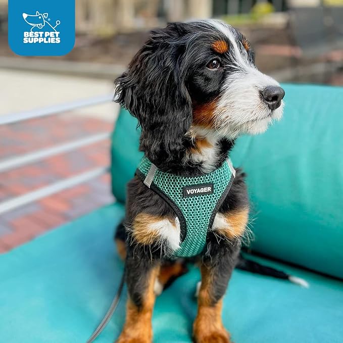 Best Pet Supplies Voyager Step-in Air Harness - All Weather Mesh, Reflective, No Pull Harness for Dogs, Cats - Secure with Hook & Loop Fastener, Buckle, Double D-Rings - Turqupise 2-Tone, L