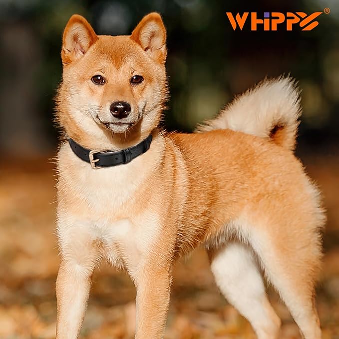 WHIPPY Leather Dog Collar for Small Medium Large Dog Adjustable Soft Breathable Leather Padded Puppy Collar with Alloy Buckle Heavy Duty Waterproof Classic Dog Pet Collar,Black,S