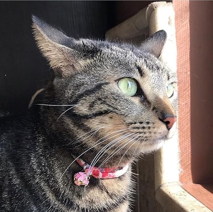 PetSoKoo Four-Leaf Clover Cat Collar with Bell Breakaway Buckle. Japanese Chirimen,Cute Kitten Collar for Girl Boy Cat