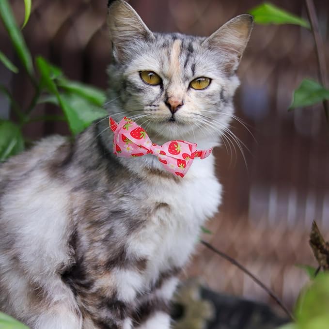 EXPAWLORER Cute Cat Collar Breakaway with Bells - 2 Pack Fruit Adjustable Pet Collar with Removable Bow Tie and Bandana, Safety Buckle for Girl Boy Cats Kitten, Strawberry