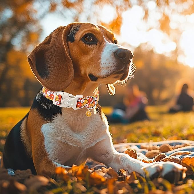 Fall Dog Collar Vintage Daisy Puppy Collar - Hippie Flower Dog Collars Light Comfortable Adjustable Pet Collars for Small Medium Large Girl Boy Dogs XL