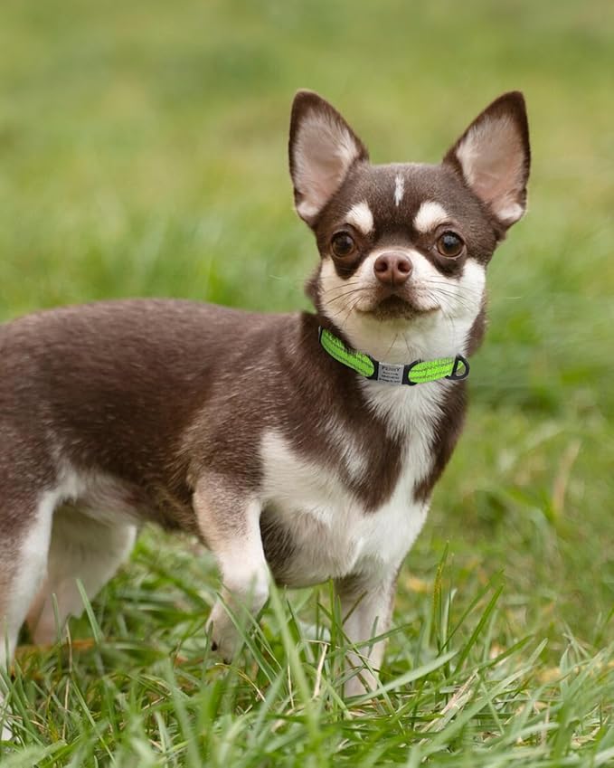 TagME Reflective Nylon Dog Collars, Adjustable Classic Collar with Quick Release Buckle for Extra Small Dogs, Green, 5/8" Width
