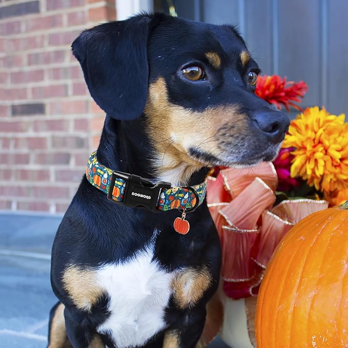 DOGWONG Fall Pumpkin Dog Collar, Fall Maple Leaf Dog Collars Adjustable Halloween Pumpkin Dog Collars for Small Medium Large Dogs L