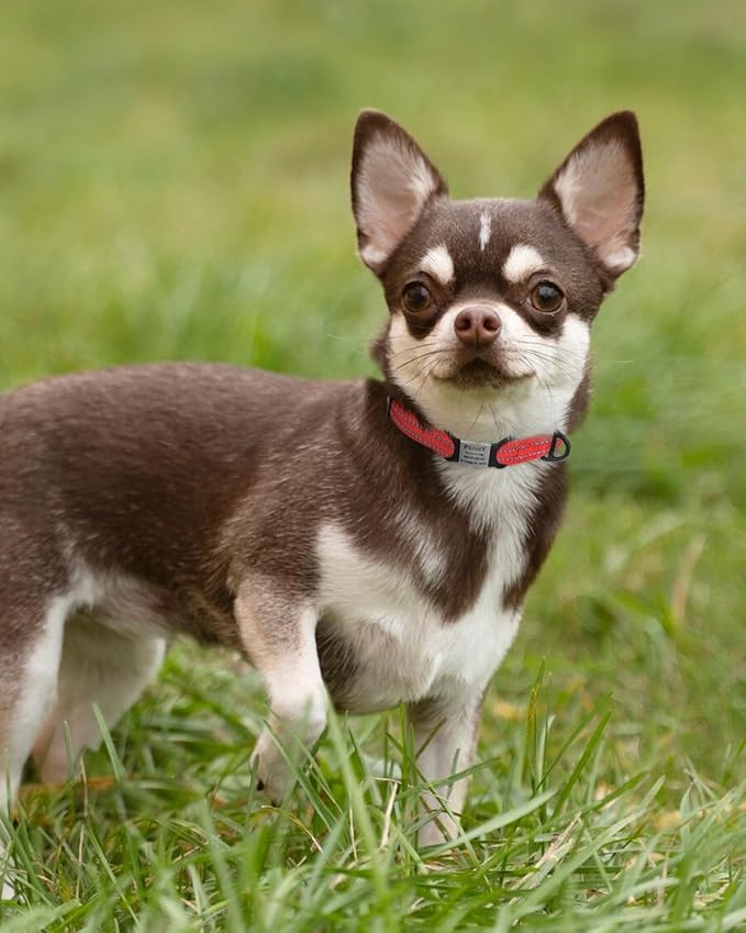 TagME Reflective Nylon Dog Collars, Adjustable Classic Pet Collar with Quick Release Buckle for Extra Small Dogs, Red 5/8" Width