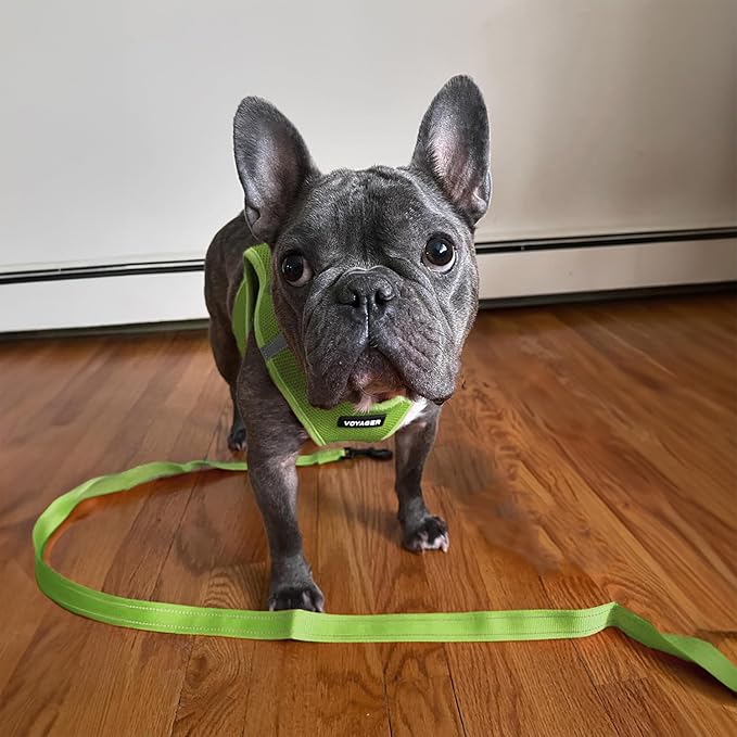 Best Pet Supplies Voyager Reflective Dog Leash or Collar with Neoprene Handle, for Small, Medium, and Large Breed Puppies, Cute and Heavy Duty for Walking, Running and Training - Lime Green (Leash), S
