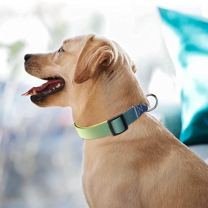 Roses&Poetry Dog Collar for Large Dogs with Gradient Amber, Yellow Reflective Dog Collar Adjustable Large Pet Collars for Small Medium Large Dogs (Amber-L)