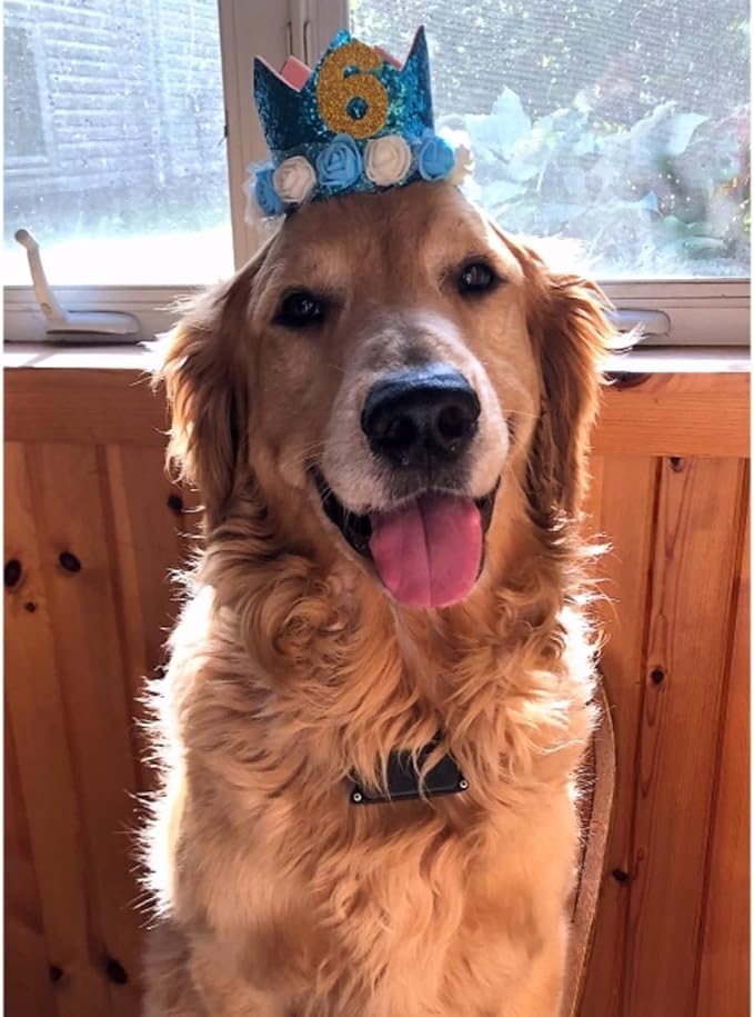 Pet Crown Hat Dog Birthday Reusable Birthday Party Crown for Boy Cat Doggie Headband Hats with 0-9 Figures Charms Pet Gift Grooming Accessories with Glue Dots Pack of 1(Blue)