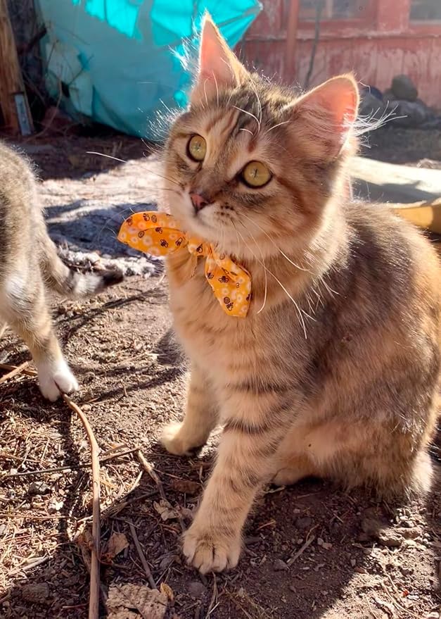Bowtie Cat Collar with Bell 2 Pack Stylish Breakaway Kitten Collars with Removeable Bowknot,Yellow Bee & Pink Strawberry