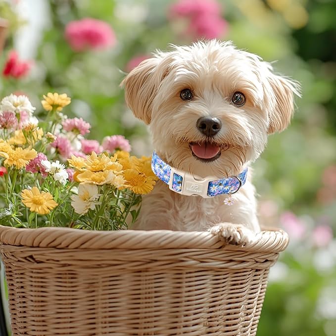 Floral Dog Collar for Small Dogs - Cute Spring Dog Collars, Soft Lightweight Bee & Daisy Puppy Collar, Breathable Adjustable Male Female Blue Wildflowers Dogs Collars XS