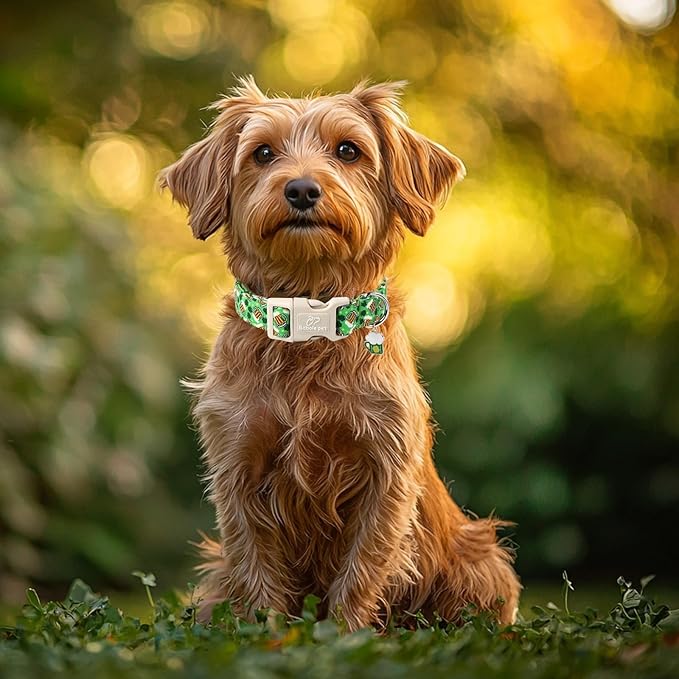 St Patricks Day Dog Collar for Small Dogs - Green Beer Shamrock Dog Collars for Boys&Girls Dogs, Adjustable Irish Clover Puppy Collar with Quick Release Buckle XS