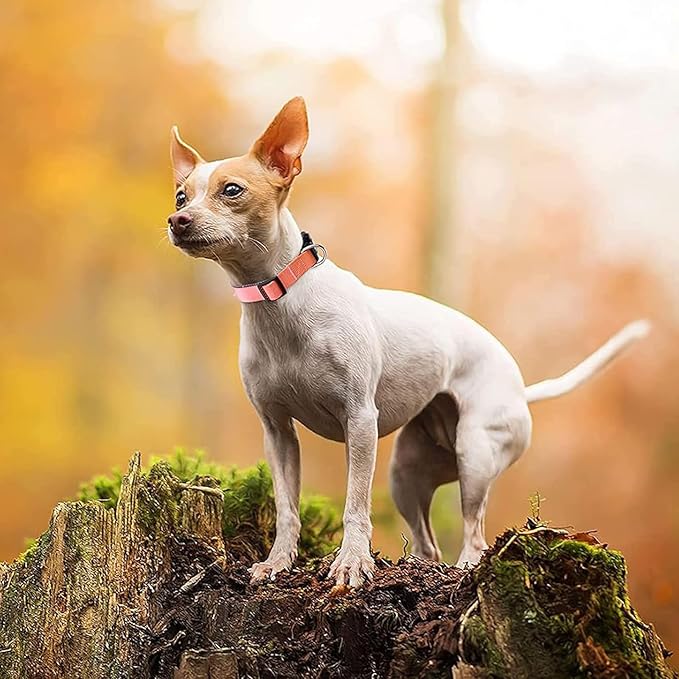 Roses&Poetry Reflective Dog Collar with Gradient Mistyrose, Adjustable Durable Pet Collars for Small Medium Large Dogs (Mistyrose-L)