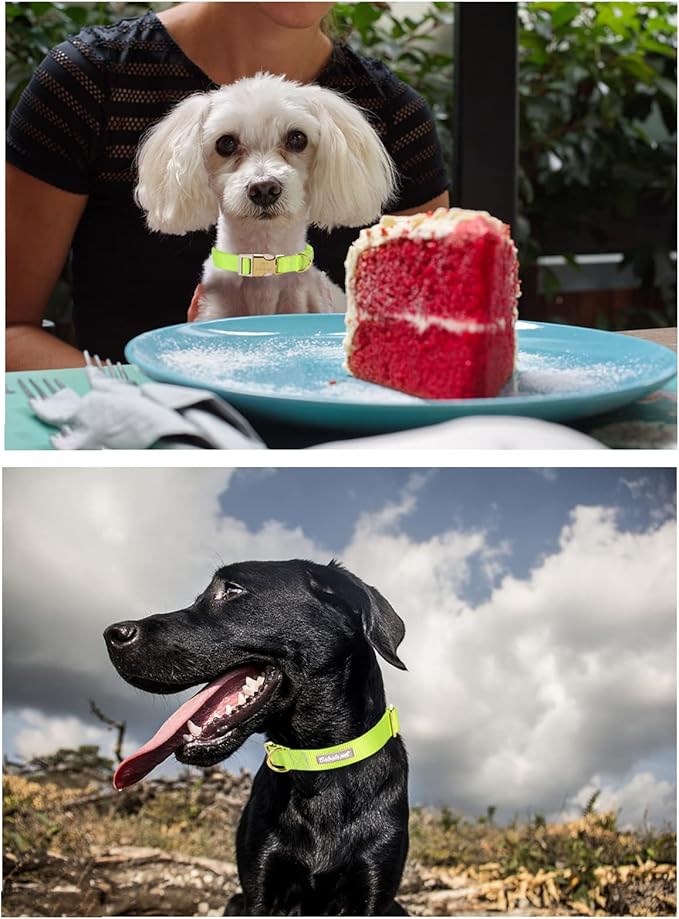 Nylon Dog Collar - Adjustable Fluorescent Green Soft Webbing Dog Collars for Small Medium Large Dogs Boy Girl Puppy Collar with Safety Metal Buckle S