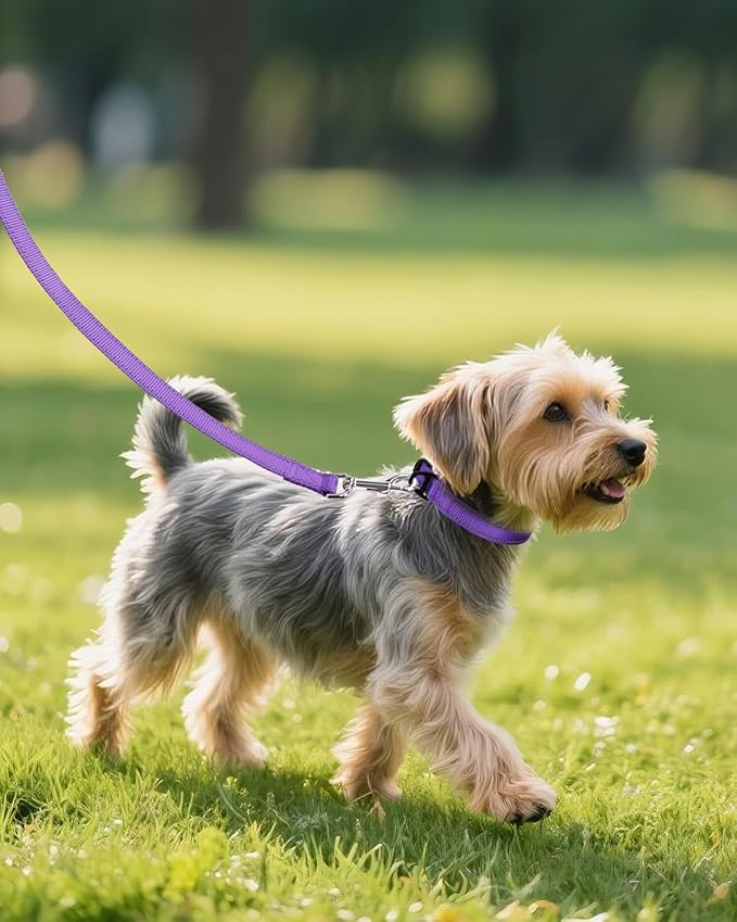 Joytale Small Dog Collar, Reflective and Adjustable Nylon Collar with Quick-Release Buckle, Lightweight No-Choke Design for Small Dogs, Purple, 3/4" Width